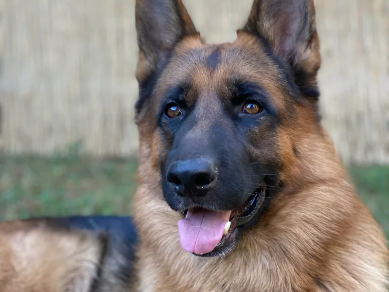 Chico's German Shepherds