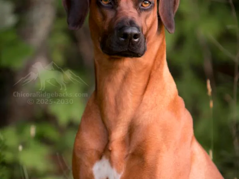 Chicora Rhodesian Ridgebacks