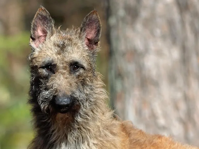 Chiens de Rafale photo 1