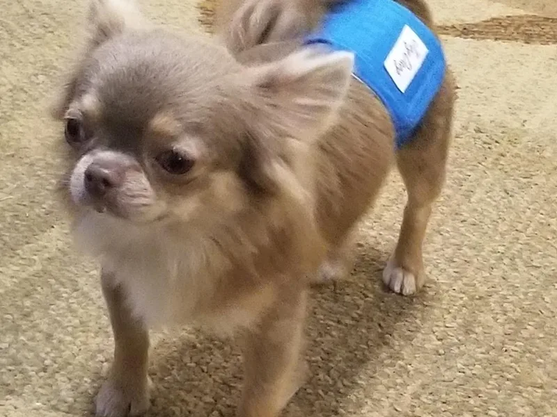 Chihuahua Angel Babies