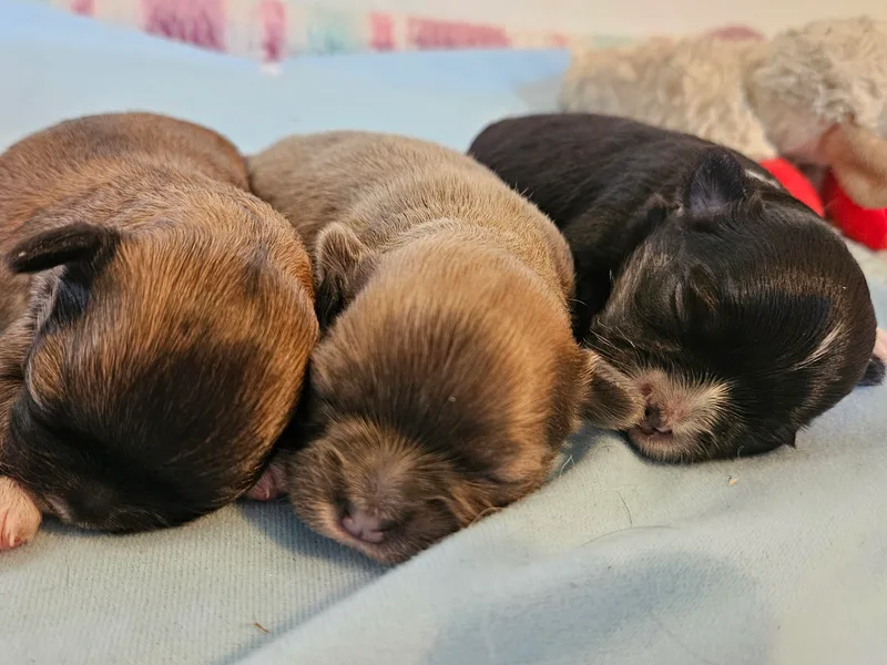 Chihuahua Long Coats