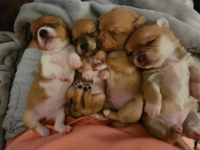 Chihuahua Mon Ami