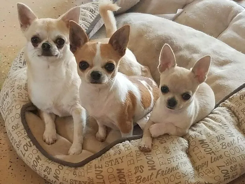 Chihuahua's On Dorell