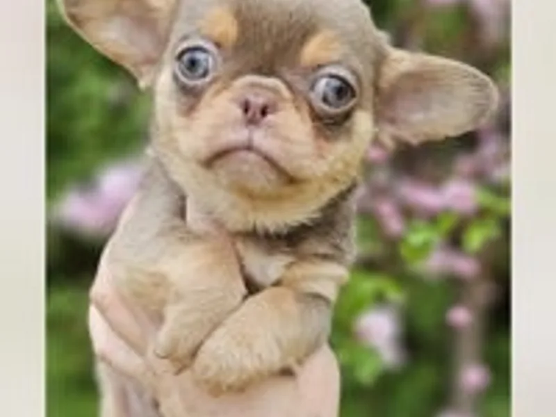 chihuahua universe photo 1