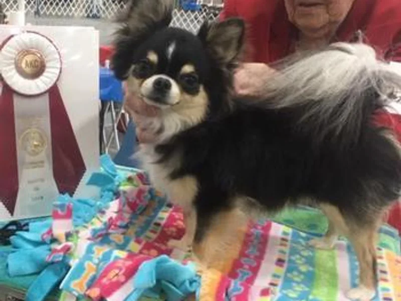 chihuahuatinytoys.com