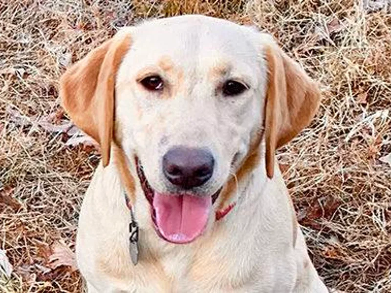 Chilbrook Kennels LLC