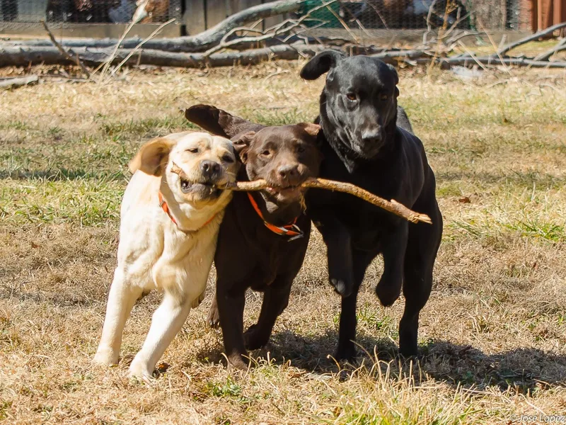 Chilbrook Kennels LLC