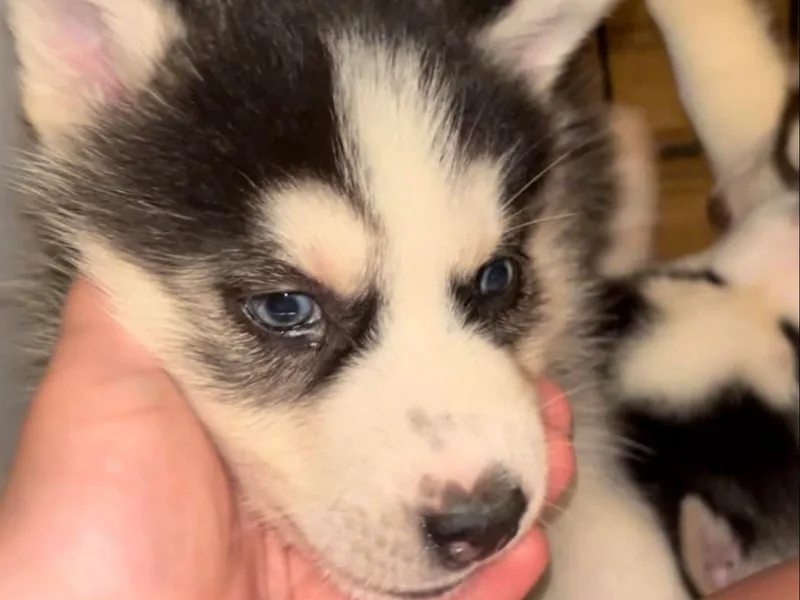 Childree's Huskies
