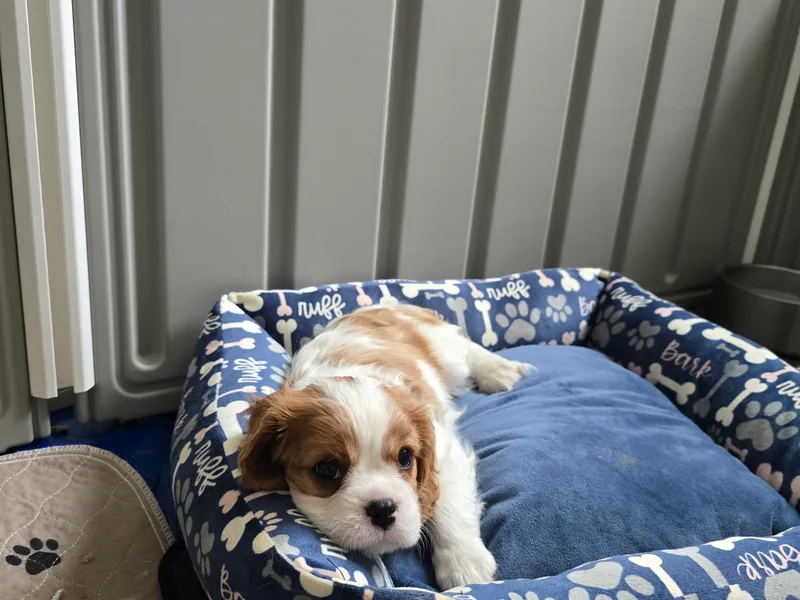 Children's Choice Cavaliers