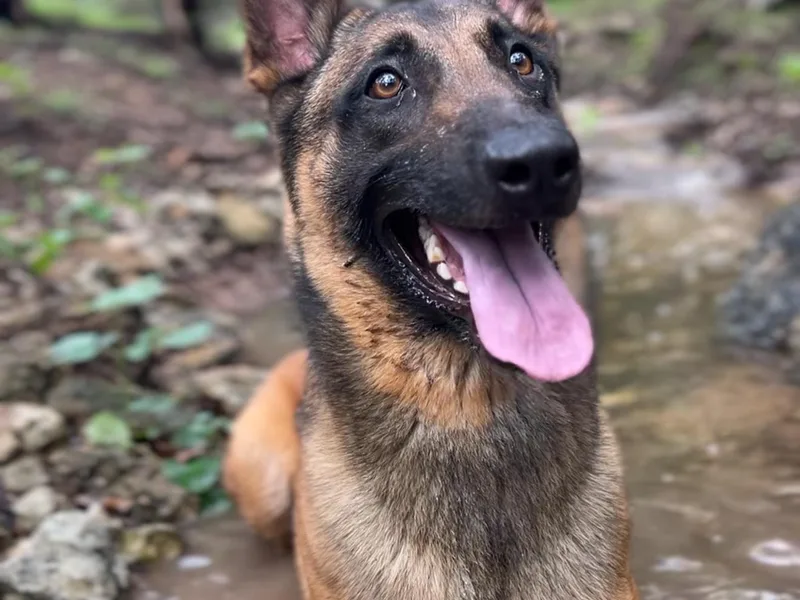 Childress Creek Kennels