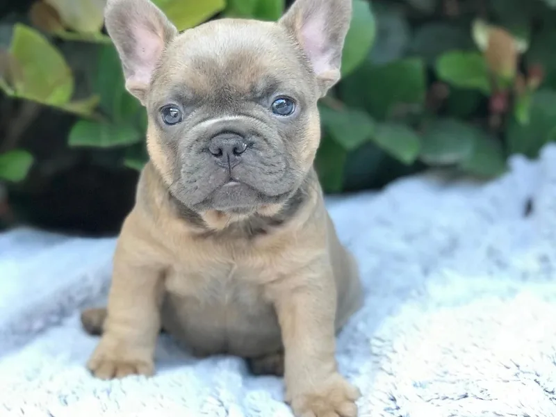 Childs Bulldogs