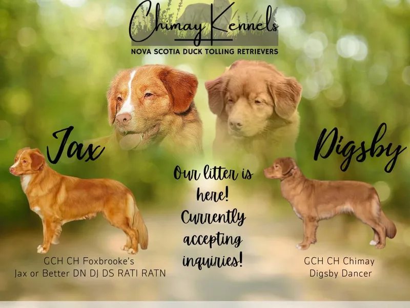 Chimay Kennels