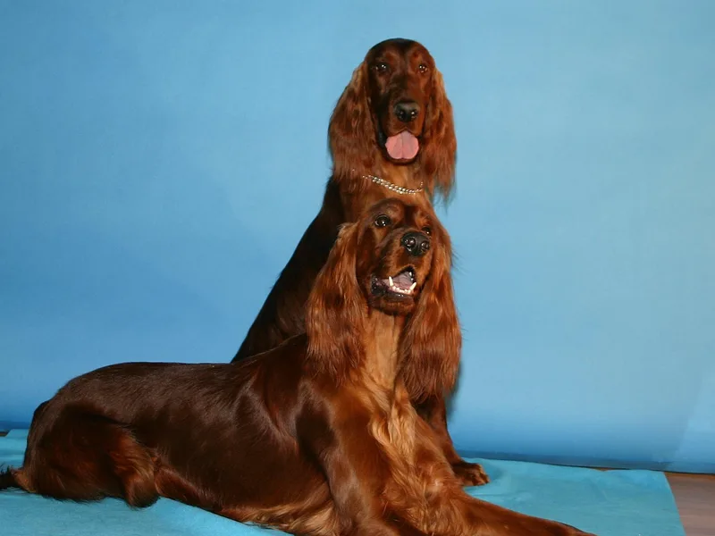 Chimera Irish Setters