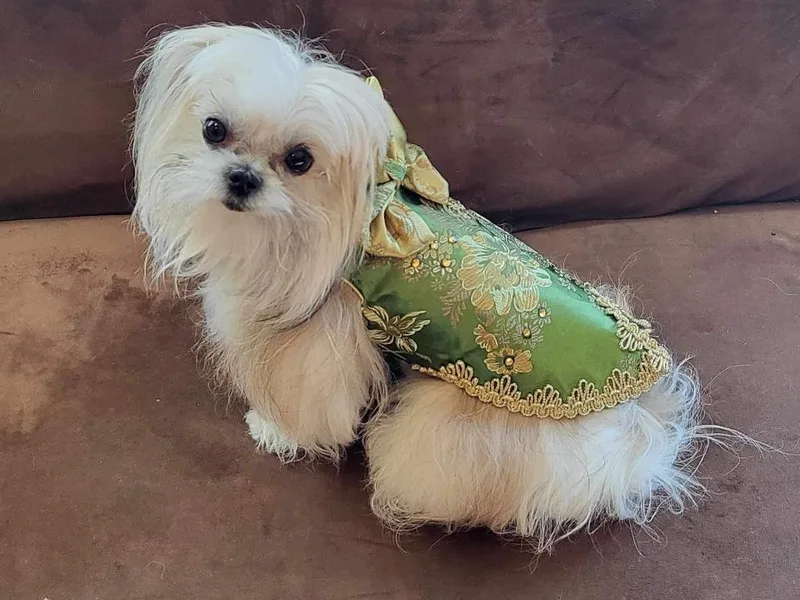 Chinadoll Maltese