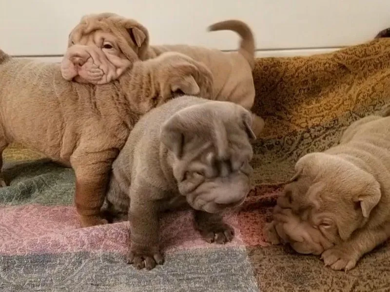 Chinese Shar-Pei Puppies