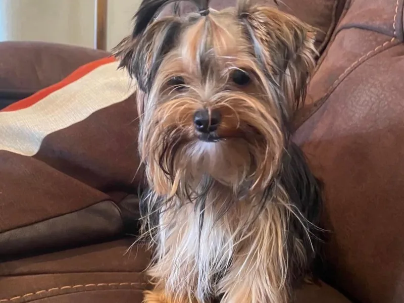 Chino Hills Yorkies