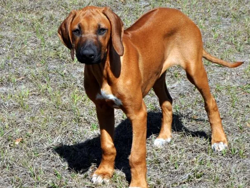 Chioke Rhodesians