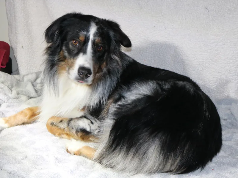 Chippewa Falls Aussie Paws