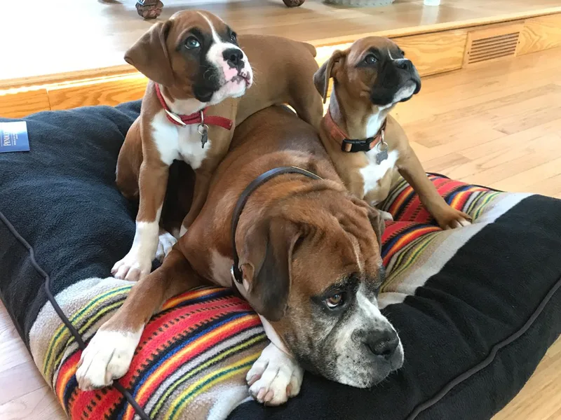 Chippewa Valley Boxers