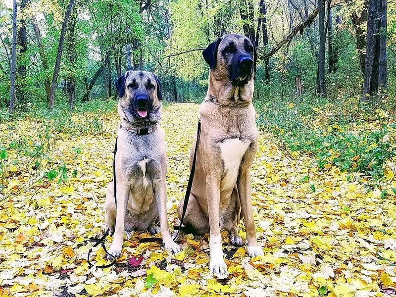 Chippewa Valley Kangals