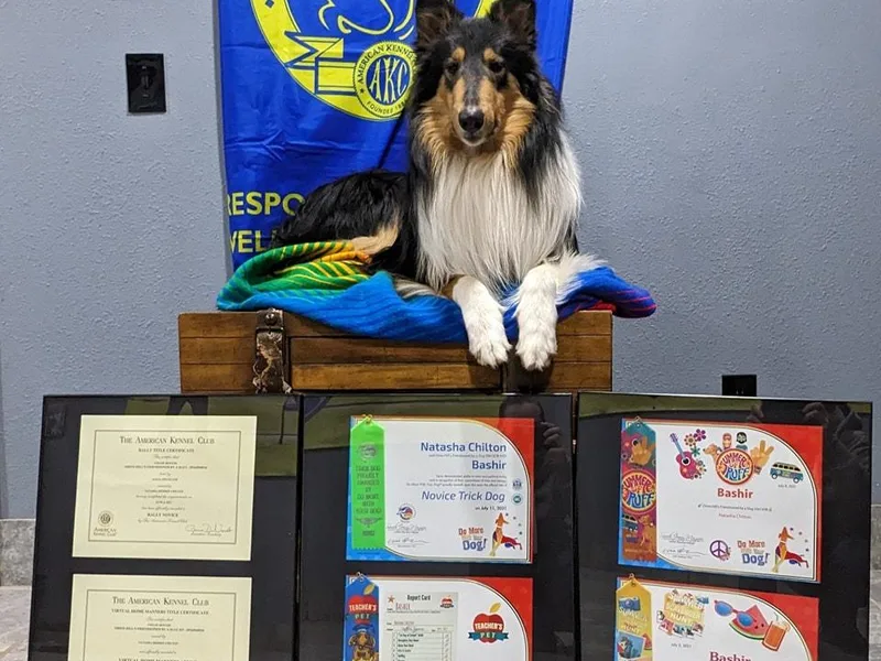 Chivalrous Collies photo 1