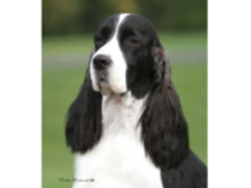 Chivalry English Springer Spaniels