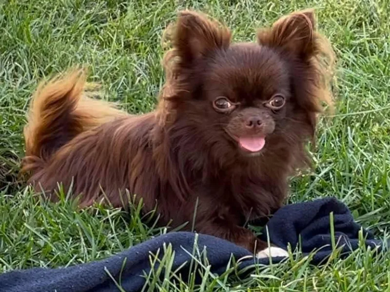 ChiWowTown Chihuahuas