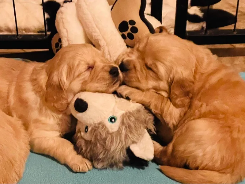 Chizan Goldens