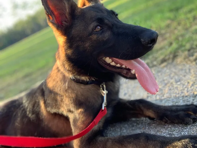 Chlex K9 Shepherds &amp; Dachshunds