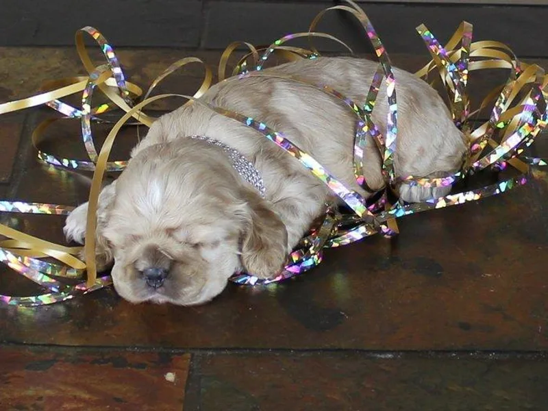 Chloe's Cocker Spaniels