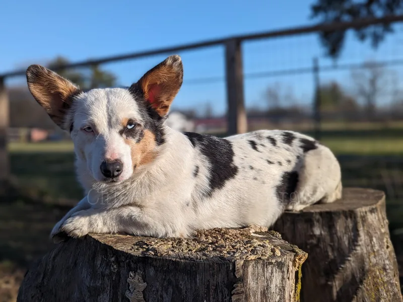 Chloe's Colorful Corgis