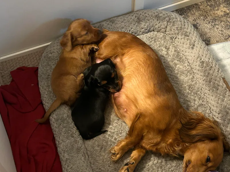 Chocklett Farm Dachshund