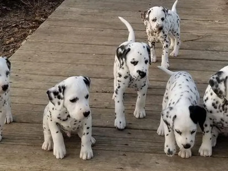 Choco Chip Dalmatians
