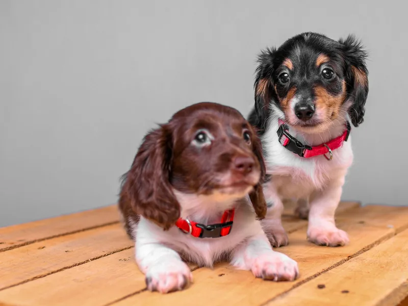 Chocolat &amp;  Créme doxies