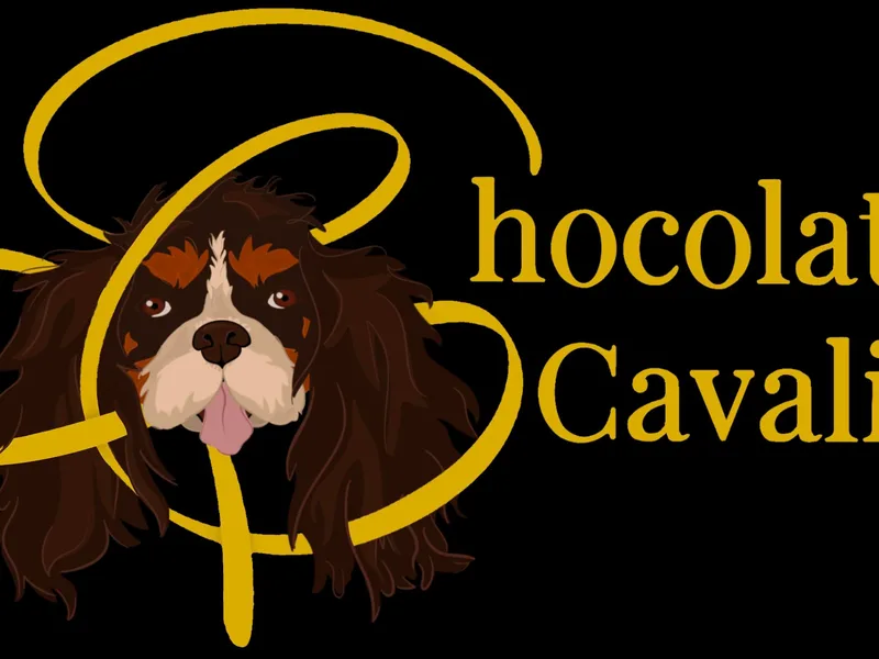 Chocolate Cavalier