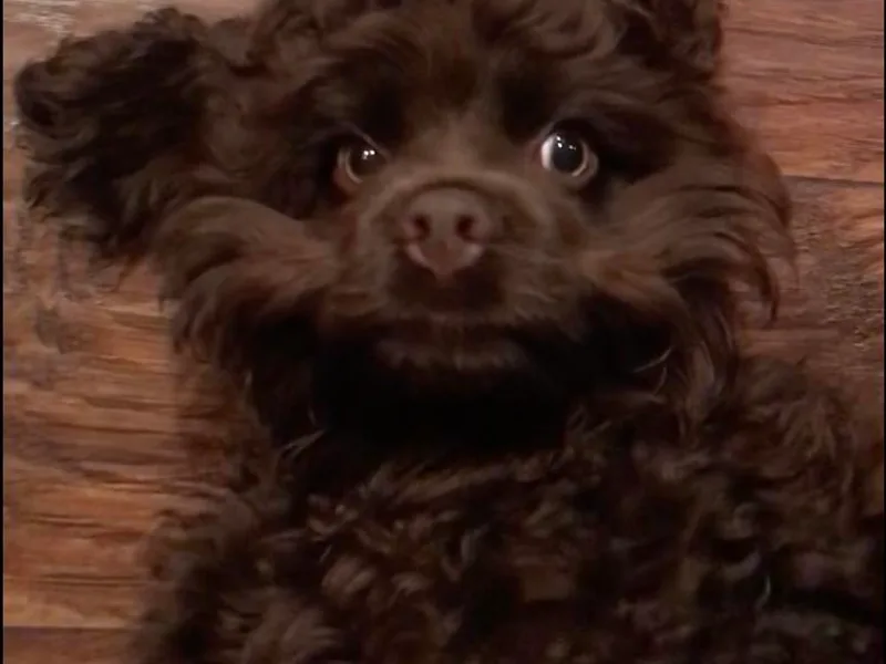 Chocolate Cocker Spaniels