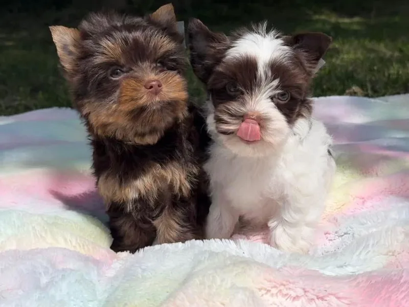 Chocolate Diamonds in the RUFF