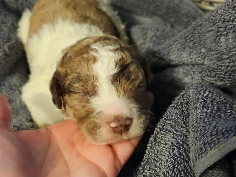 Chocolate Doodle Puppy Boutique