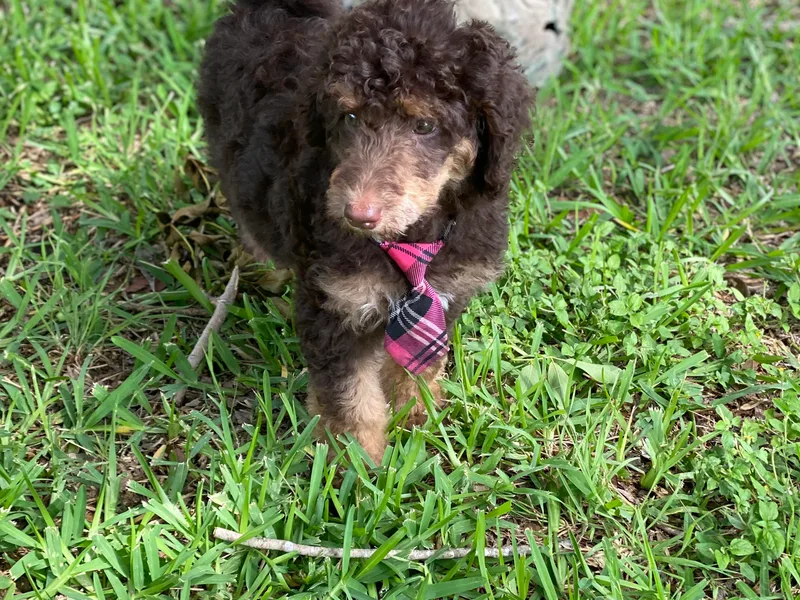 Chocolate Pet Connection photo 1