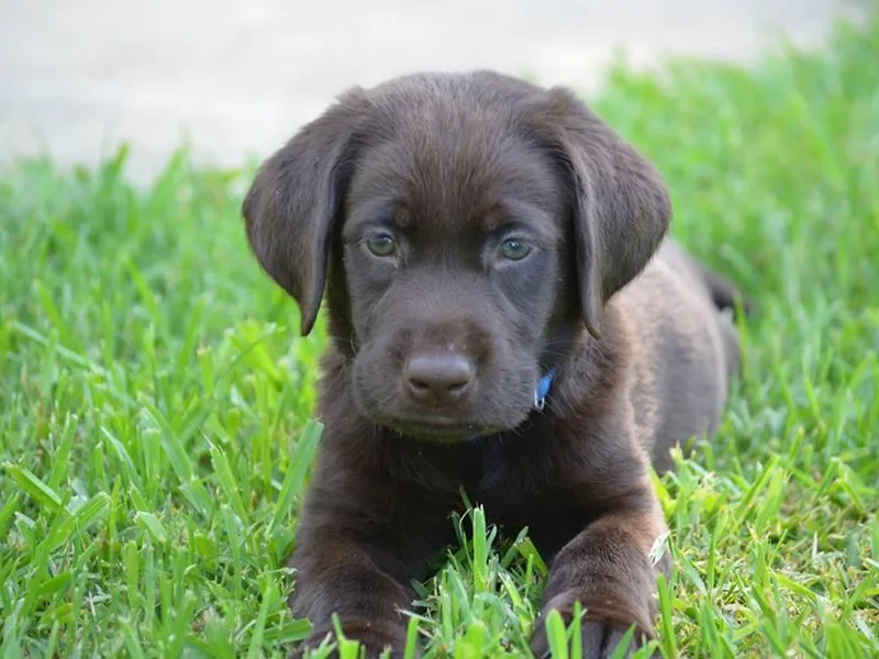 Choice Chocolate Labs