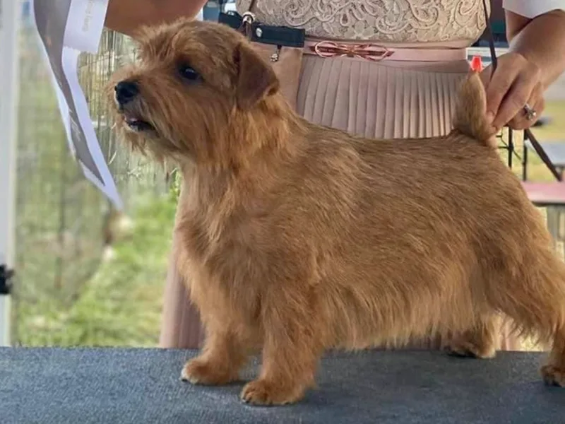 Choptank Norfolk Terriers
