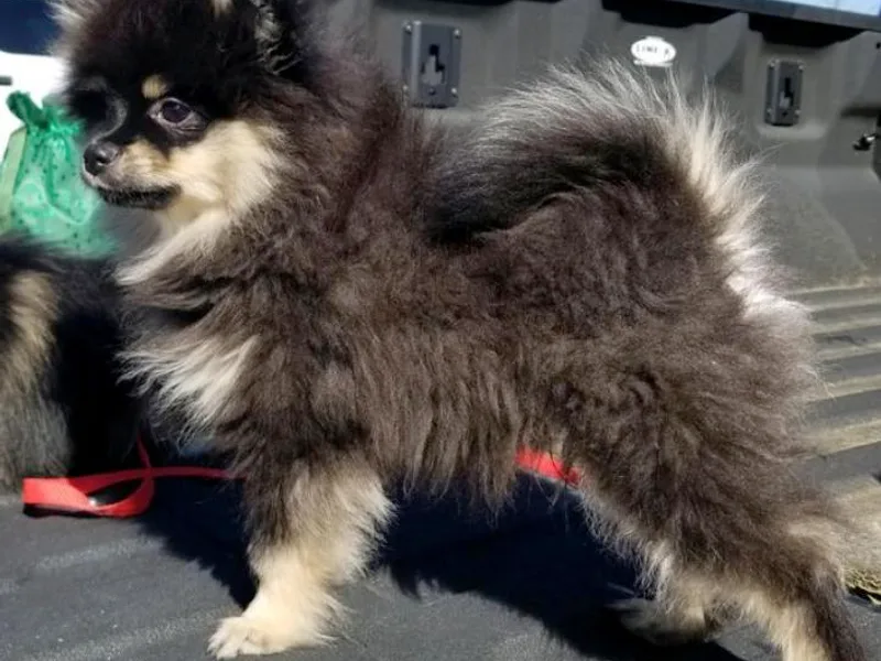 Chosen Road Keep Pomeranians