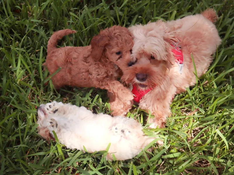 Chris &amp; Coco LLC.