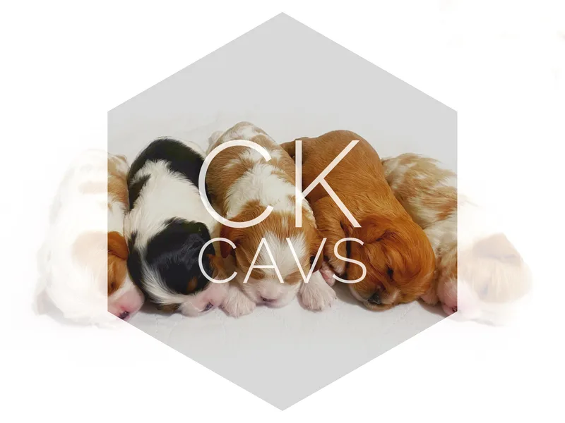 Chris &amp; Katie Cavaliers