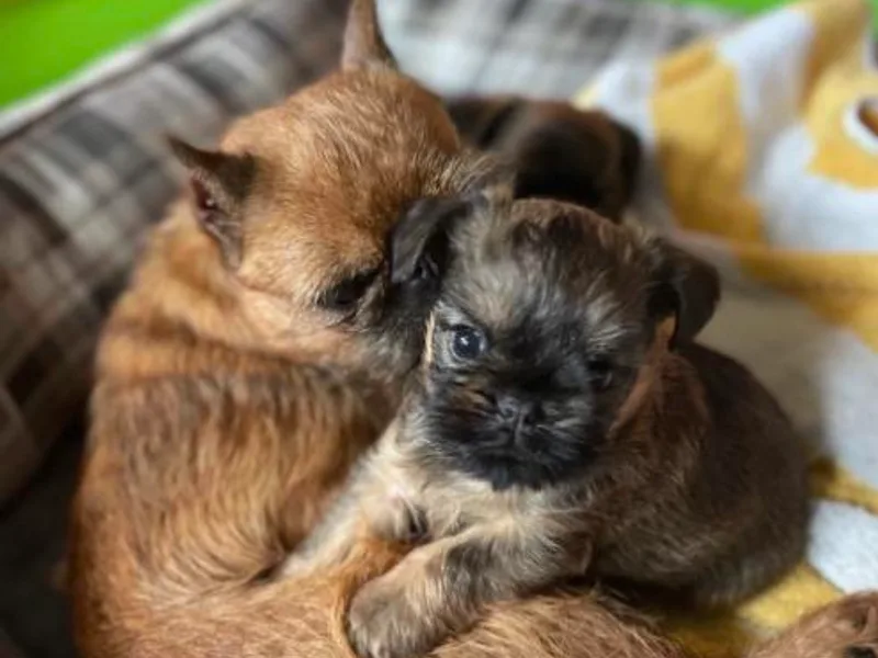 Chris Briscoe's Brussels Griffons