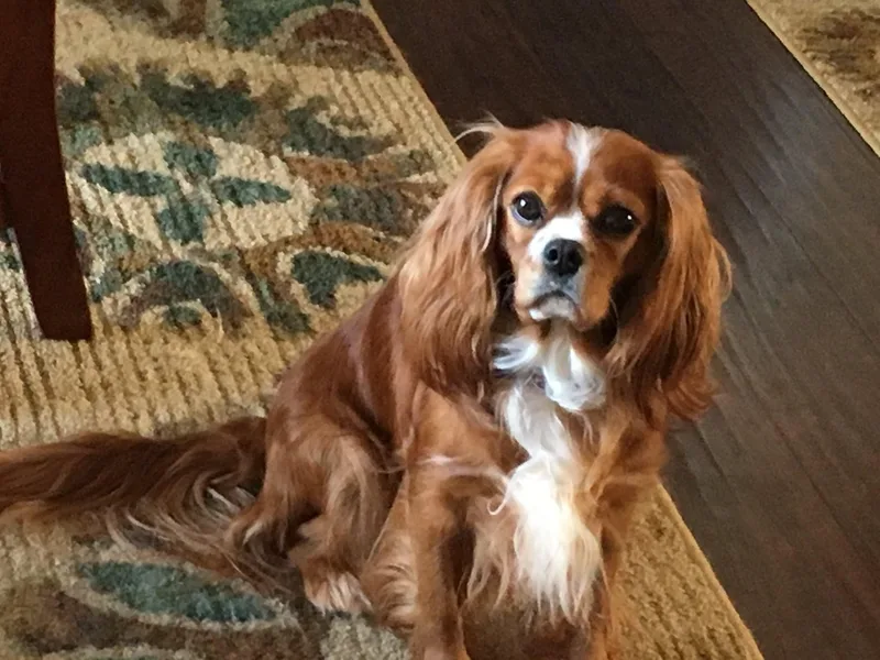 Chris' Cavalier King Charles Spaniels