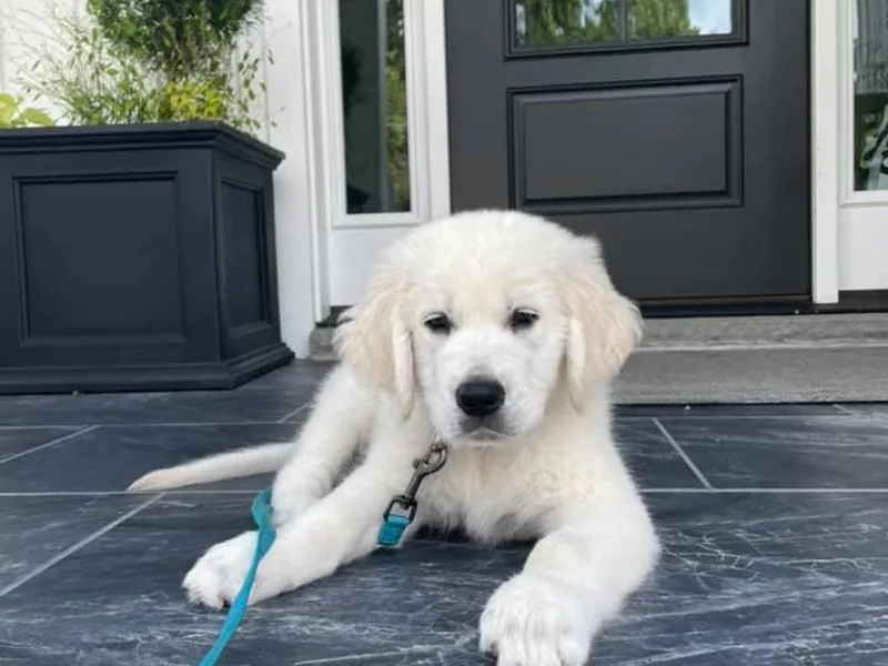 CHRIS Ti English Style Golden’s