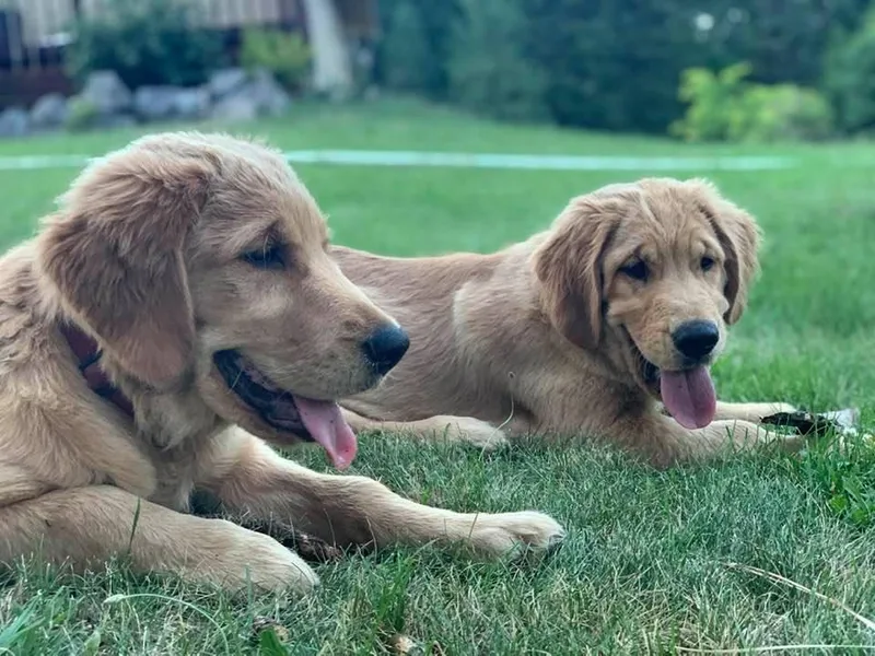 Chrissy's Golden Retrievers
