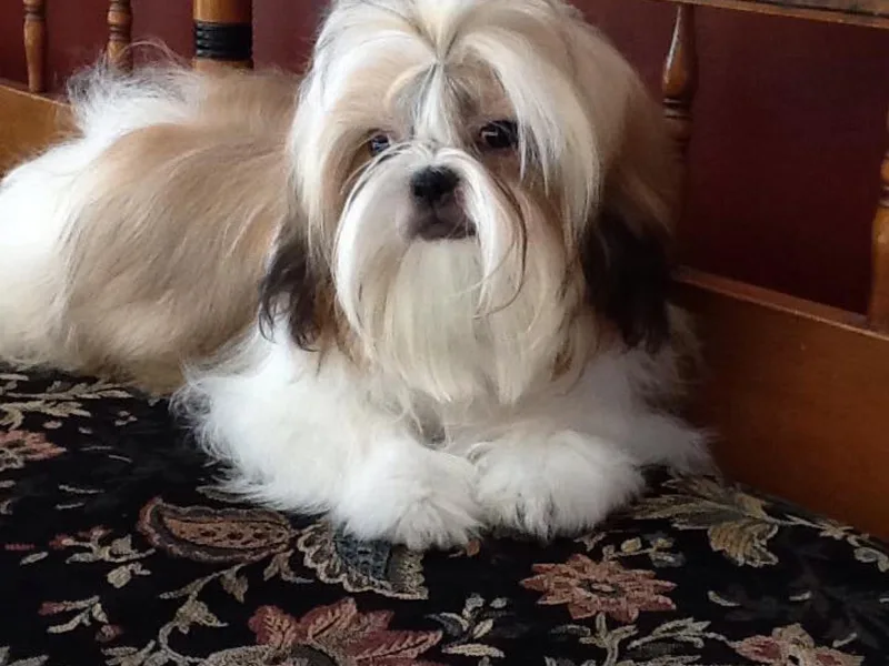 Chrissy's Shih Tzus