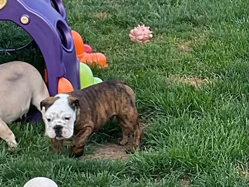 Chrissy Wilkerson's Bulldogs